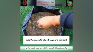 کاشت سیب زمینی در گلدان