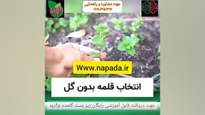 نحوه کاشت نعنا