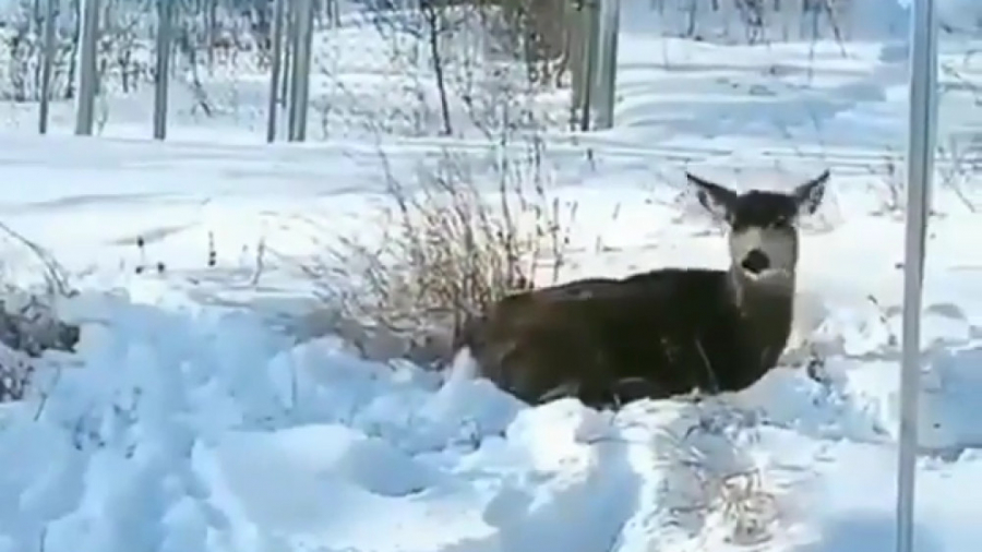 شکار آهو توسط گربه ی وحشی باور...