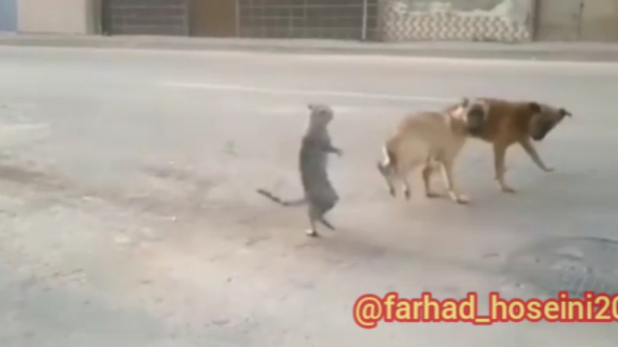 خنده دار ...... دعوای سگ و گرب...