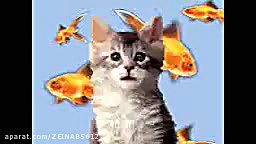 این گربه ای ک آهنگ میخونه