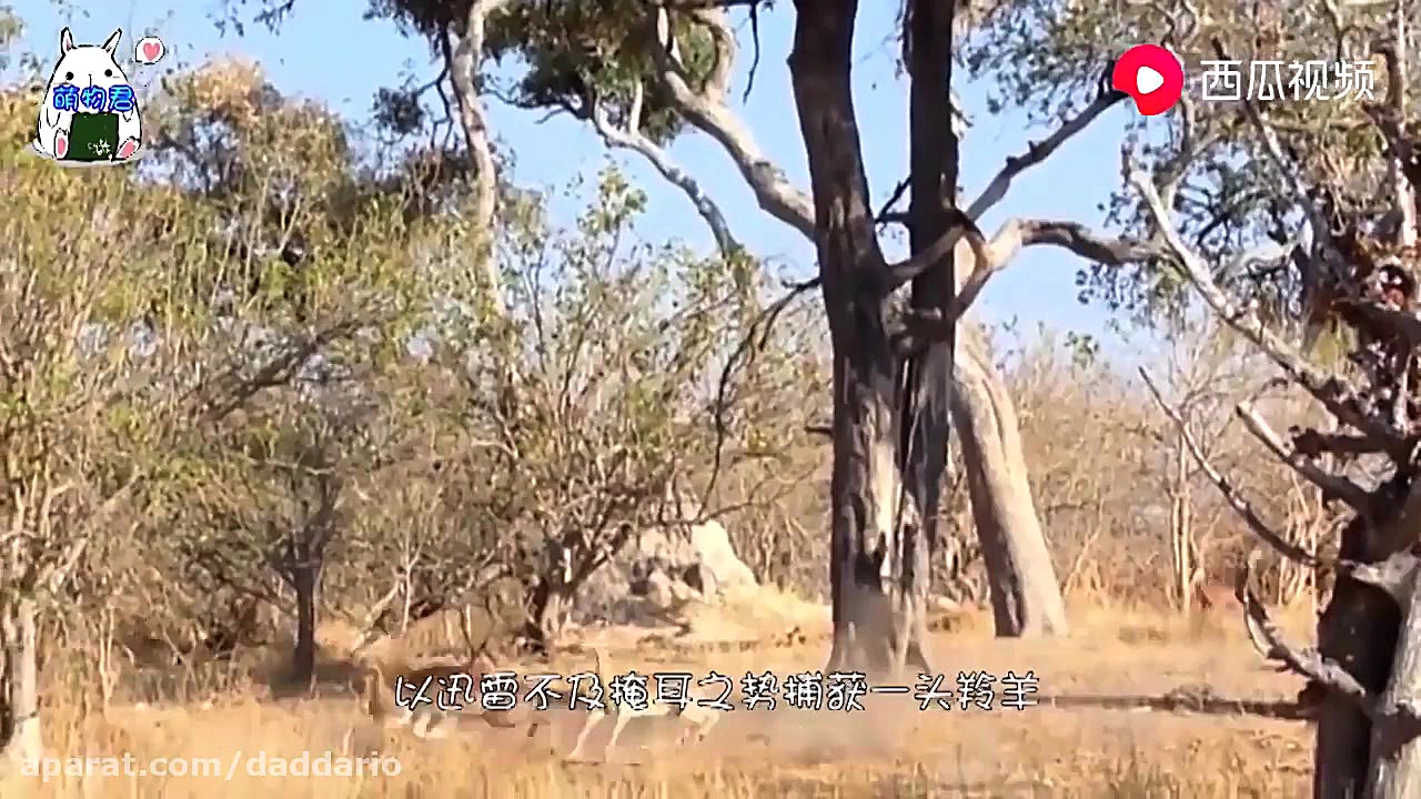 شکار جالب آهو و کروکودیل توسط...