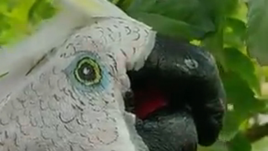 طراحی روی دست