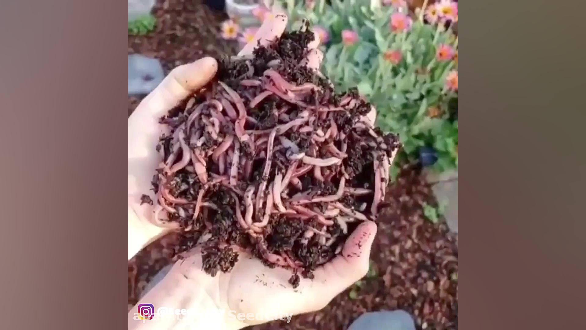 ورمی کمپوست چیست؟