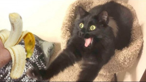 بامزه و خنده دار لحظات فان با...