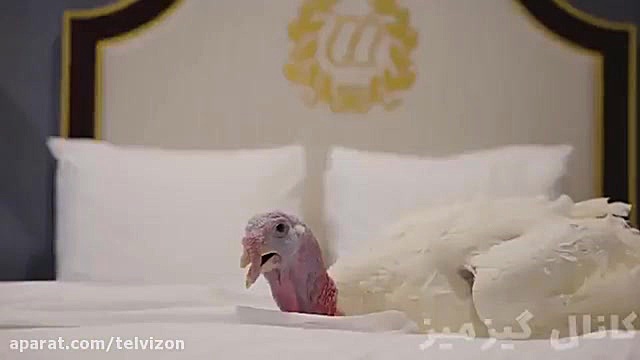 بوقلمون هایی که توسط دونالد تر...