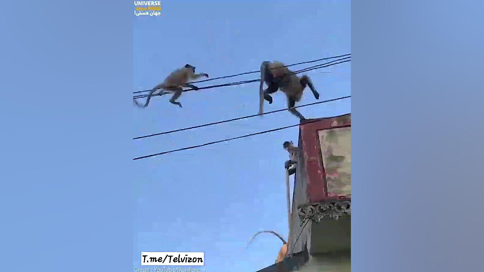 ببینید میمون مادر چطور جانش رو...