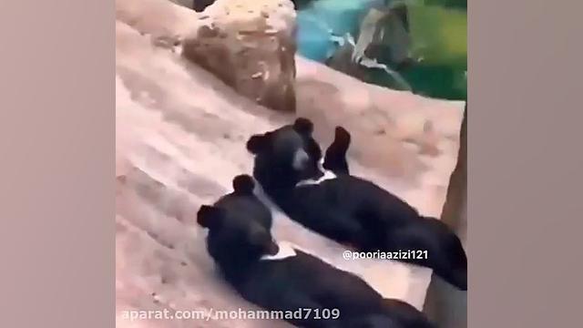 افتاب گرفتن به سبک خرسی