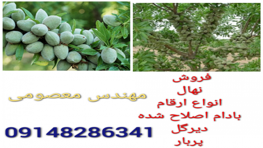 فروش نهال بادام اصلاح شده دیرگ...