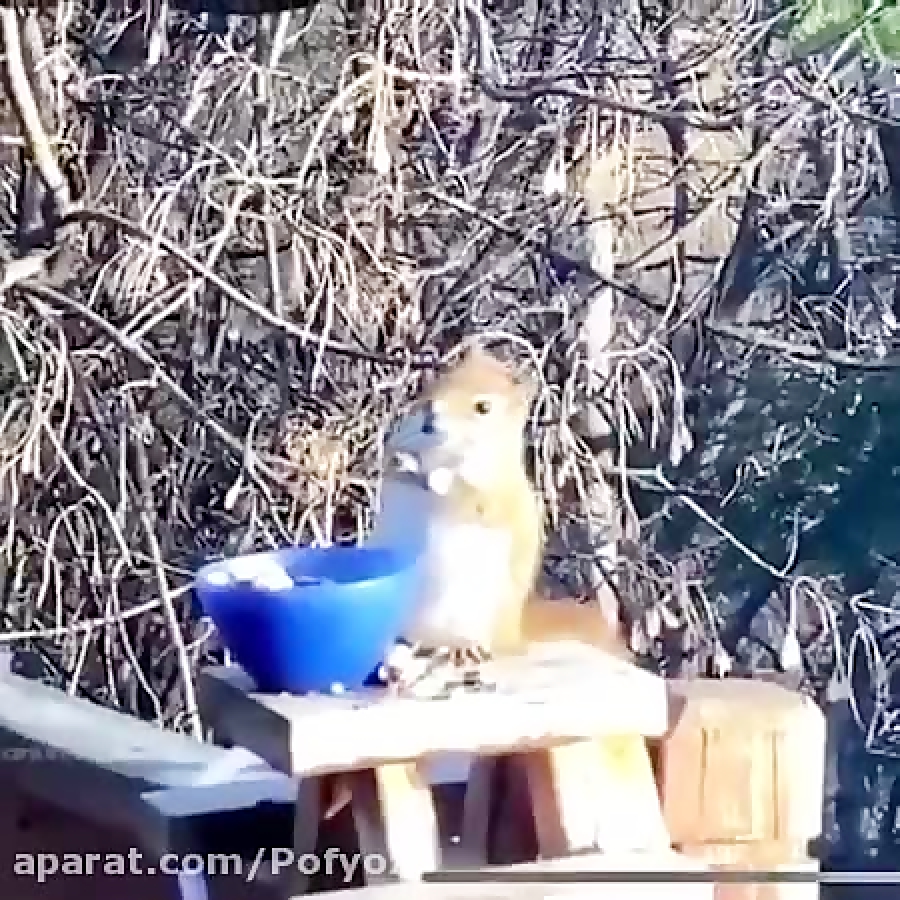 بنگ بنگ حالت طبیعی نبودن | الک...