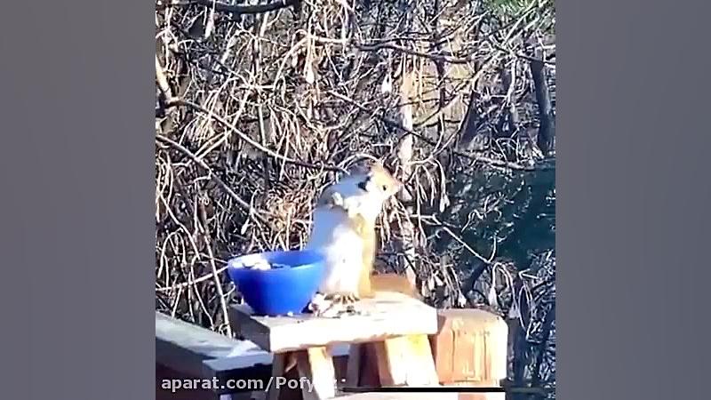 بنگ بنگ حالت طبیعی نبودن | الک...