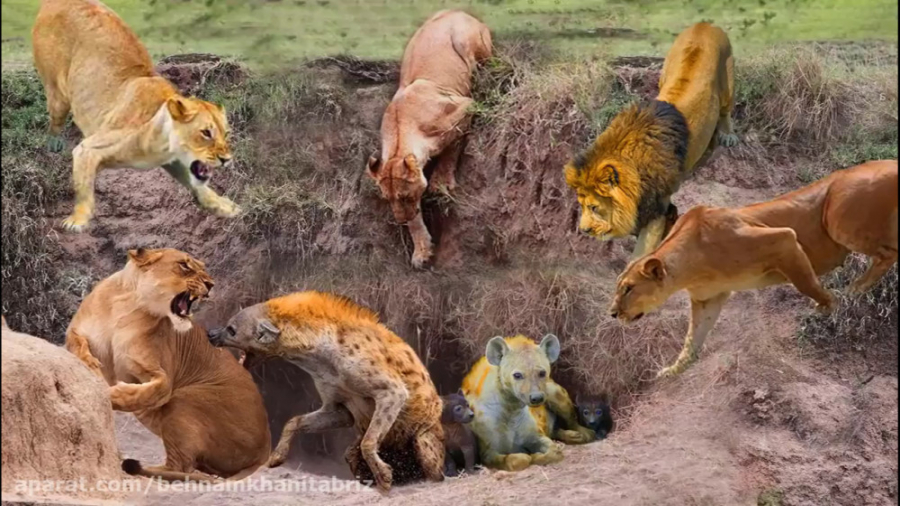 کفتارها شیر را تحقیر میکنند......