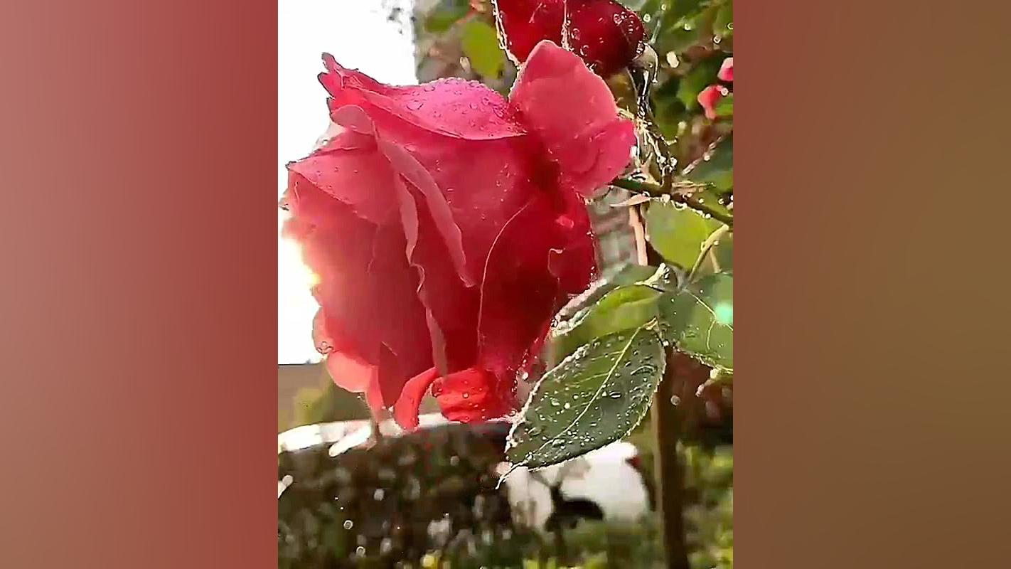 کلیپ احساسی از بارش باران در د...