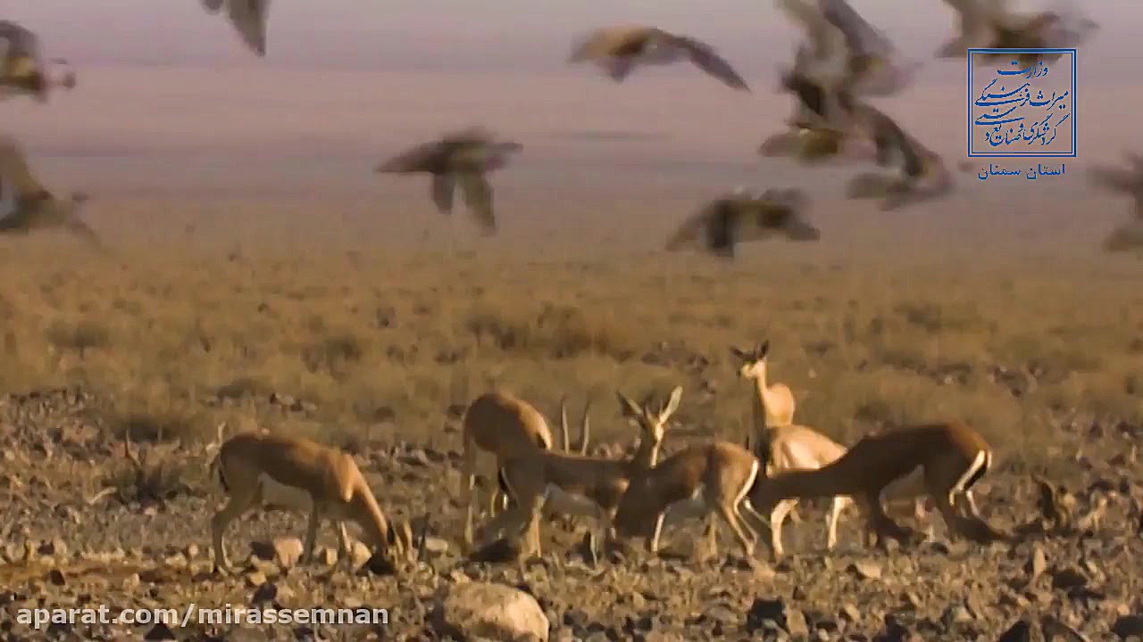 منطقه نمونه گردشگری زیست کره ت...