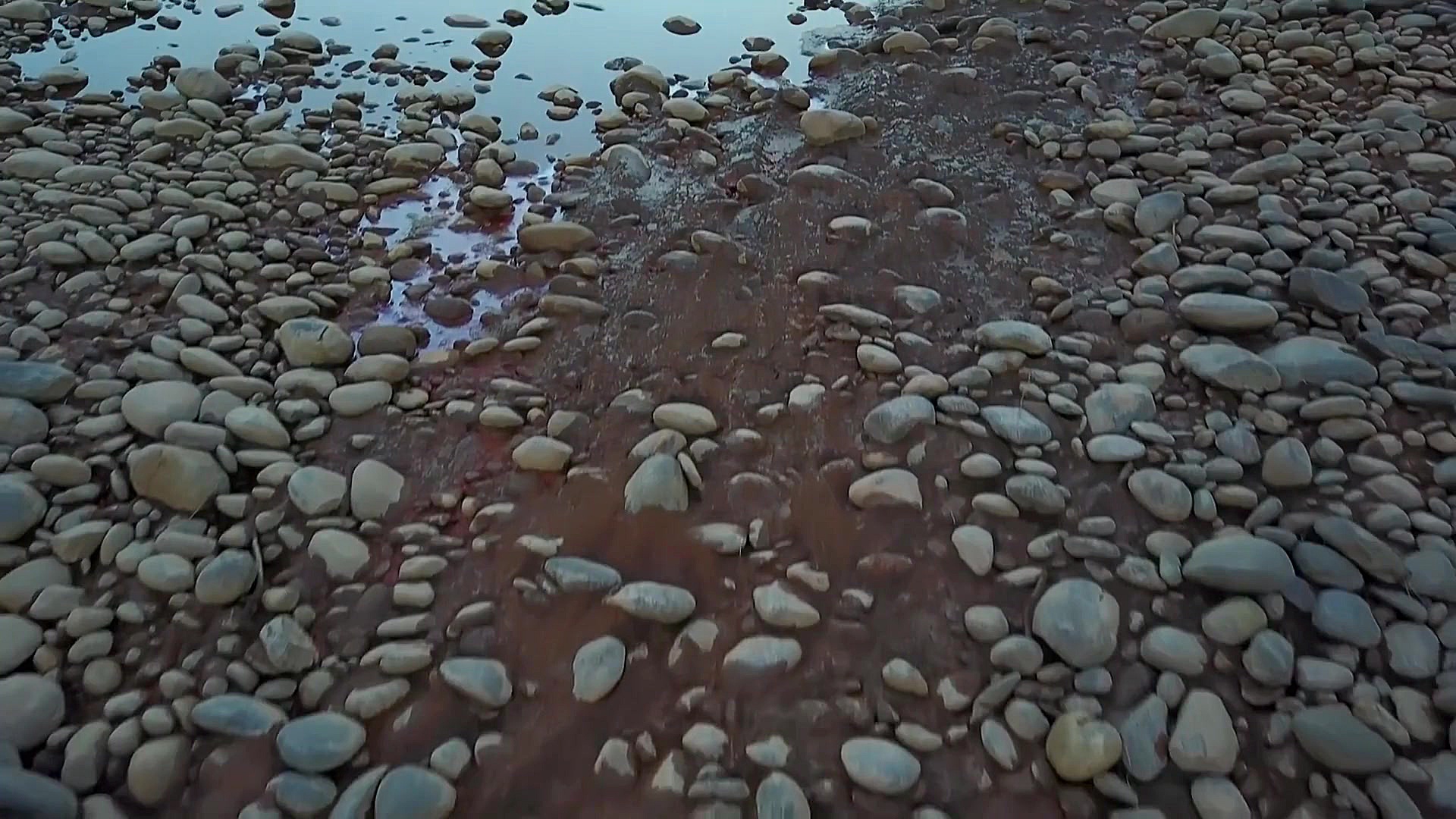 فیلم خام جنگل زیبا