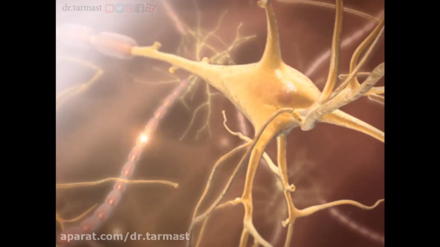 دستگاه عصبی