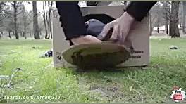 تله برای گرفتن کفتر