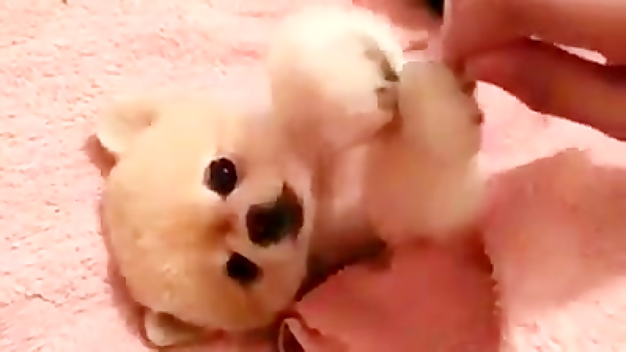 میگه بیا قلقلکم کن !!!!