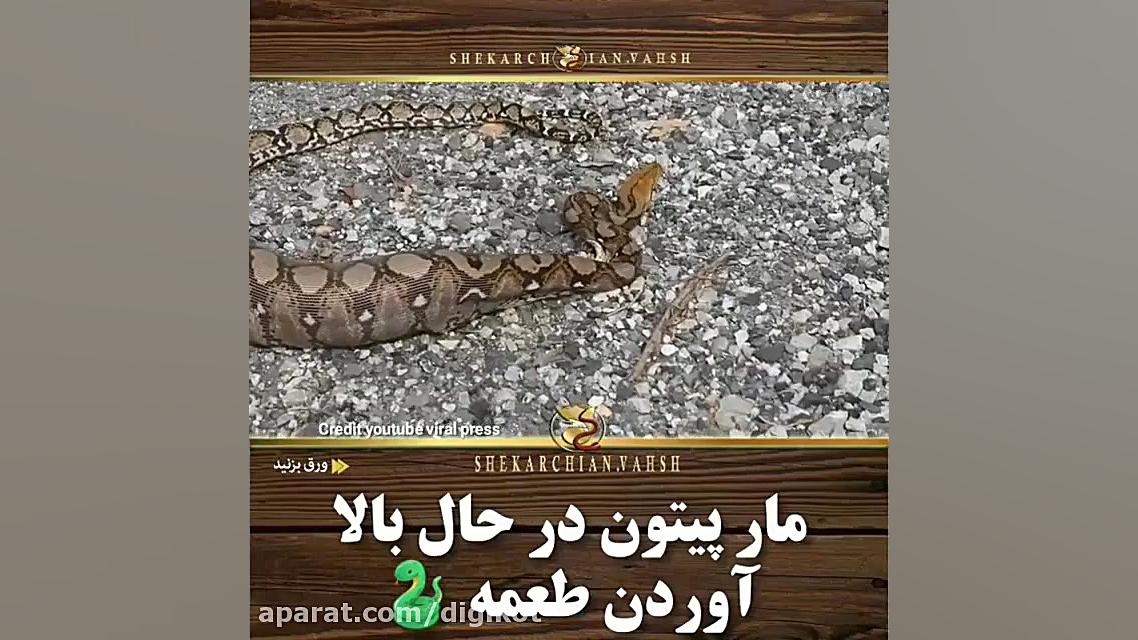 مار پیتون در حال بالا آوردن طع...