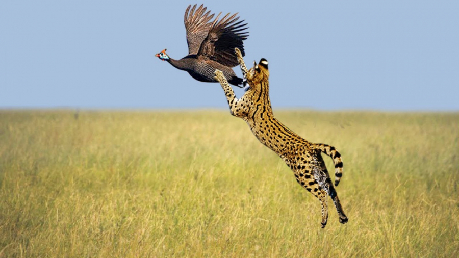 حمله دیدنی ترین گربه وحشی در ح...