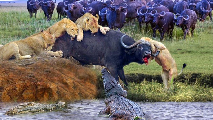 بوفالو به طور غیرمنتظره ای از...