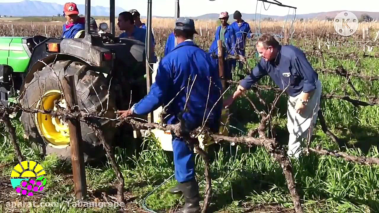 هرس مکانیزه انگور