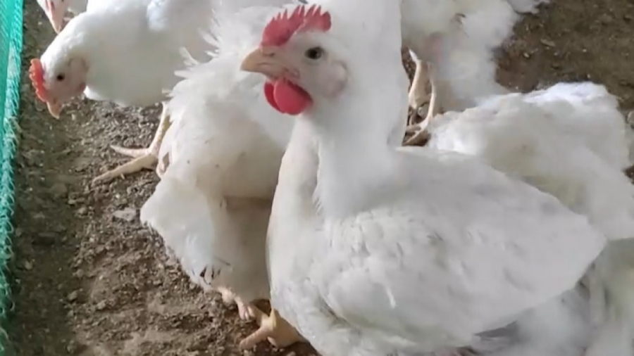 کمپین مرغ نخریم به نفع چه کسی...