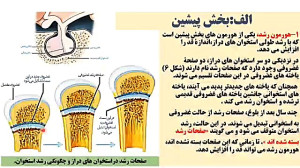 زیست شناسی۲ فصل ۴گفتار۱