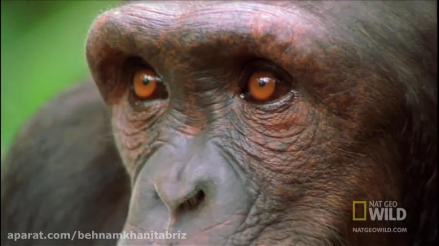 شامپانزه  مرگبارترین میمون های...