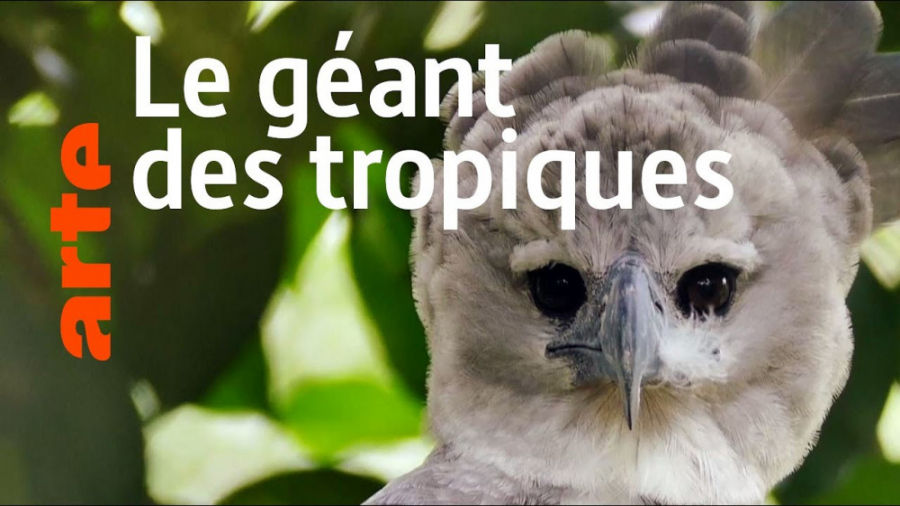 این پرنده میمون ها را شکار میک...