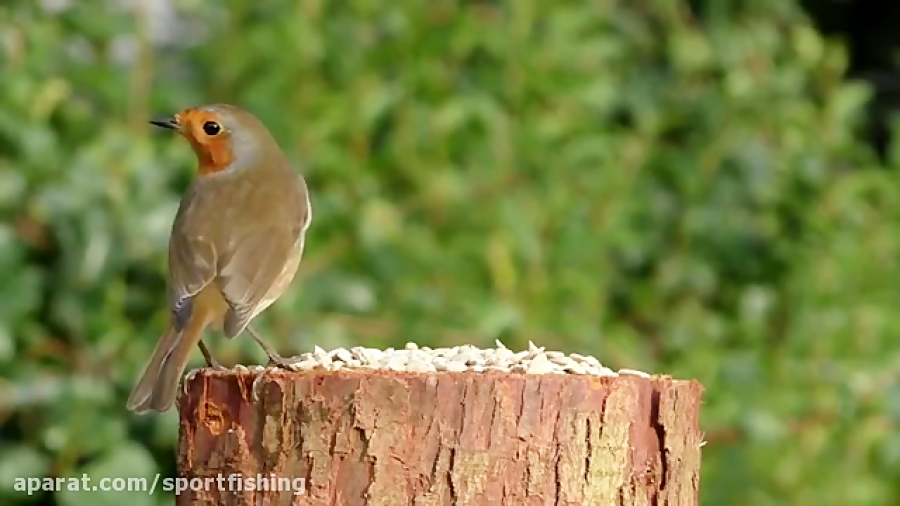 فیلم مستند دانه خوری و اواز خو...