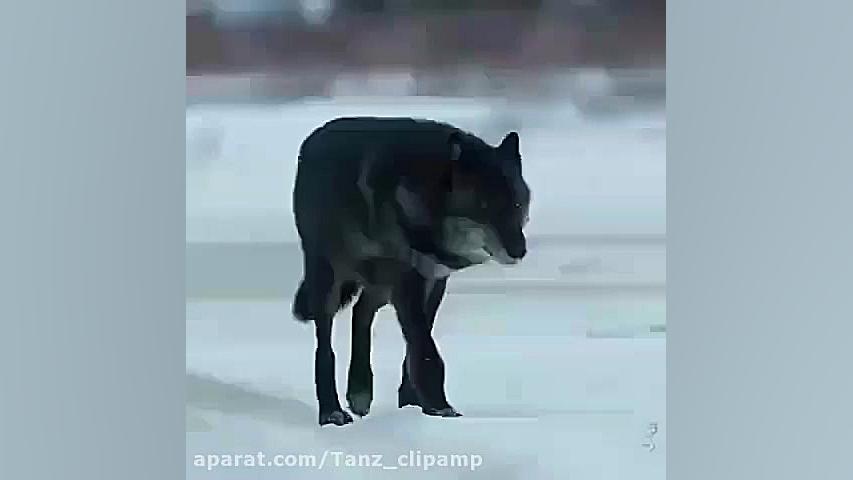 بر شب پادشاهی کن