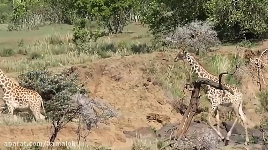 شکار حیوانات توسط تمساح