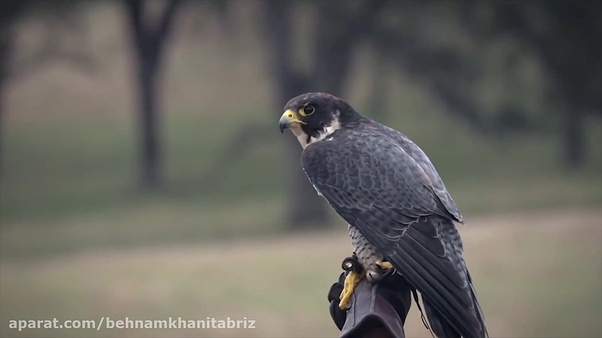 10 مورد از توانایی های باور نک...