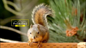 حیوانات حیاط خلوت   نمایش کوتا...