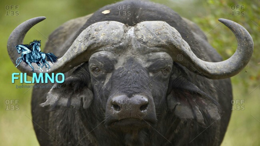 حیات وحش آفریقا بوفالو  حیوانا...