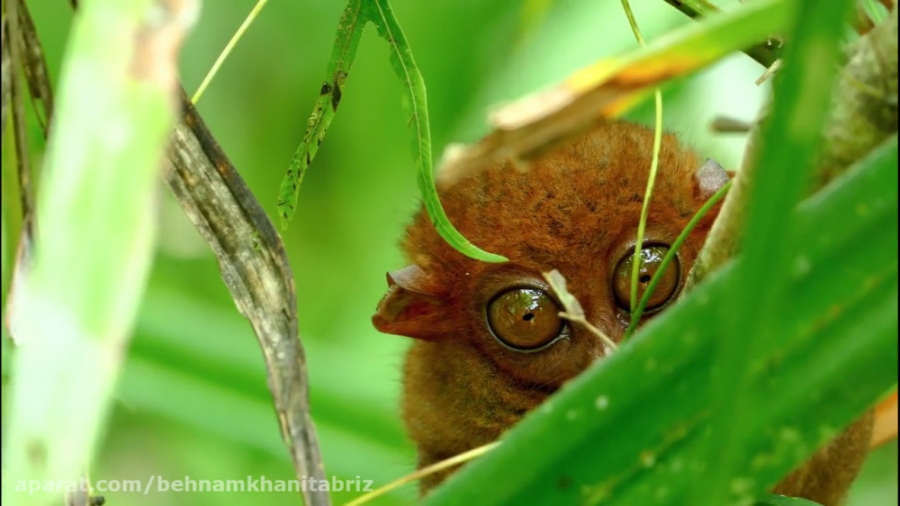 مجموعه ای از حیوانات وحشی شگفت...