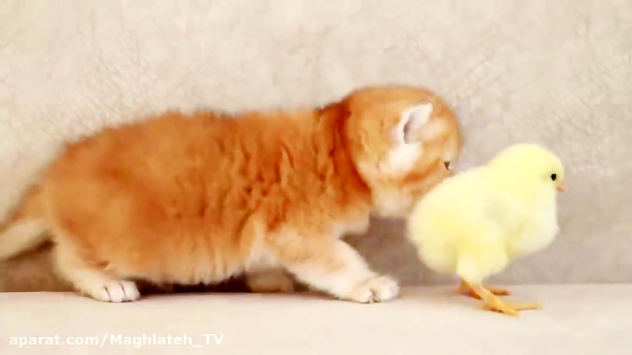 زندگی مسالمت آمیز بچه گربه با...