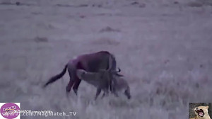 دردناک ترین زنده خواری ها در ح...