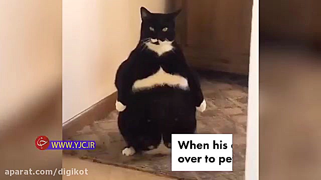 گربه‌ای که عادت دارد روی دو پا...