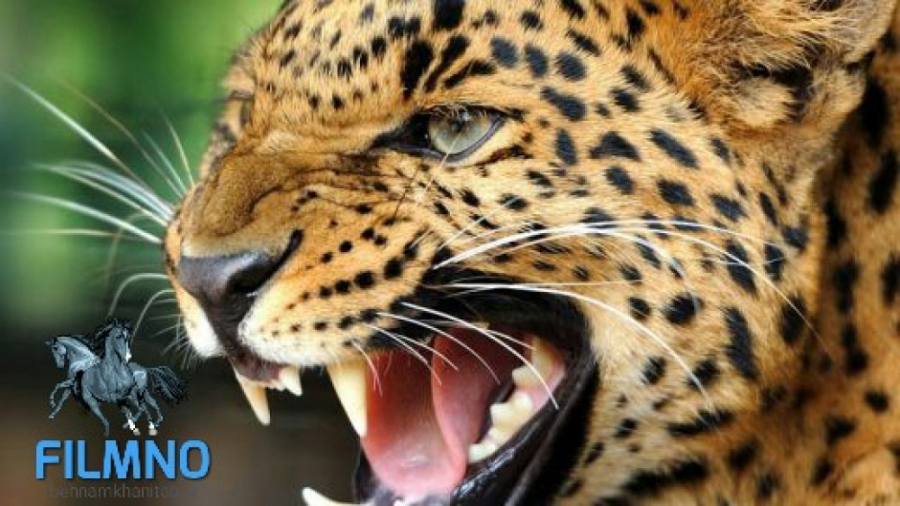 مستند حیات وحش سگ انتقام از پل...