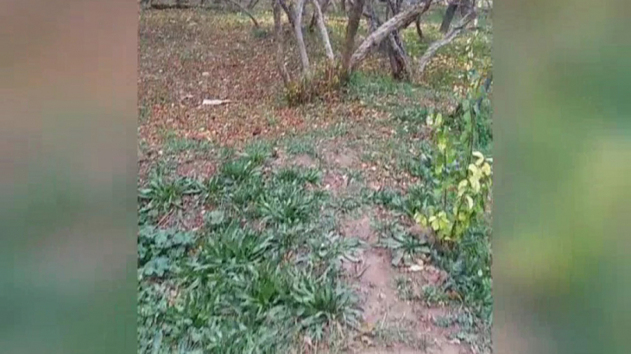 وبلاگ شیراز در روز های کرونا ب...