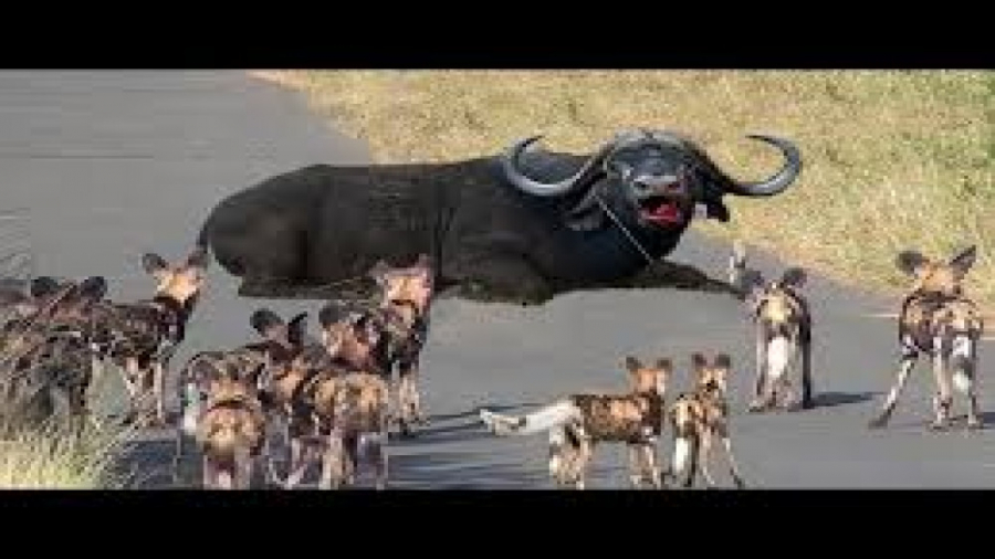 بوفالو در مقابل سگ‌های وحشی  ب...