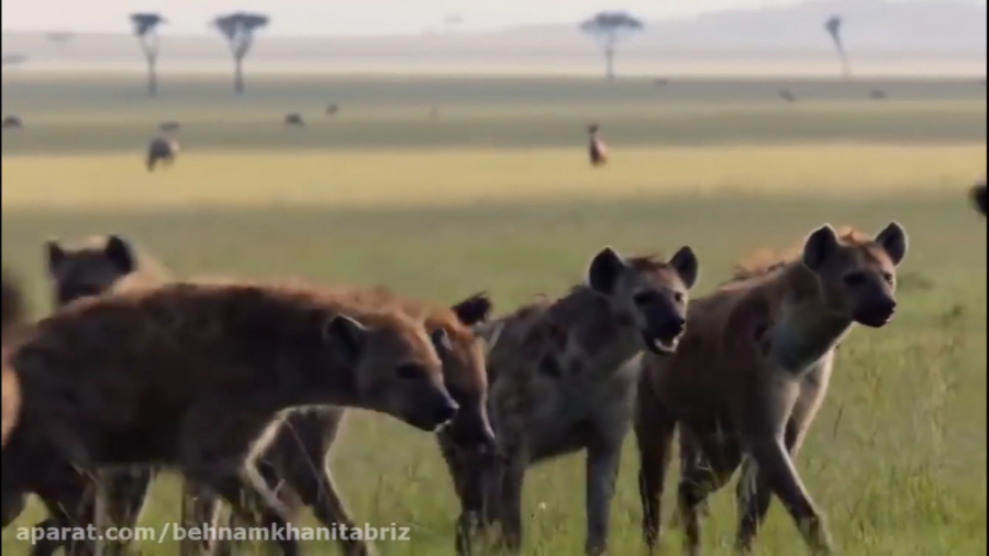 مبارزه برای بقا در مواجهه با پ...