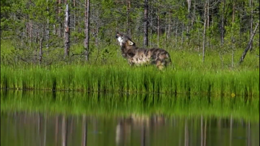 گرگ‌ها  شکار گرگ  گوزن نر و حت...