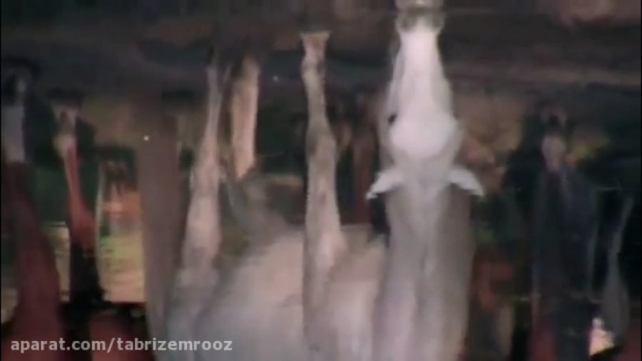 اسب های وحشی کوهستان ، استرالی...