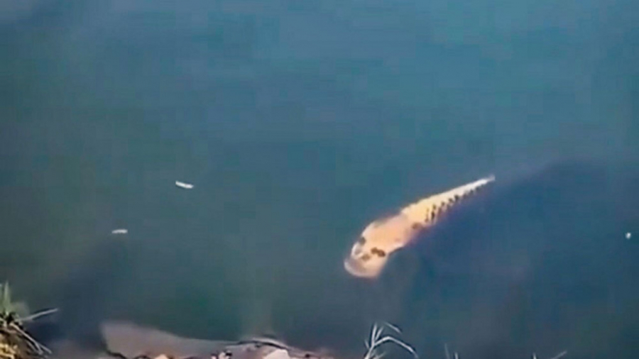 ماهی عجیب با چهره&zwnj;ای شبیه...