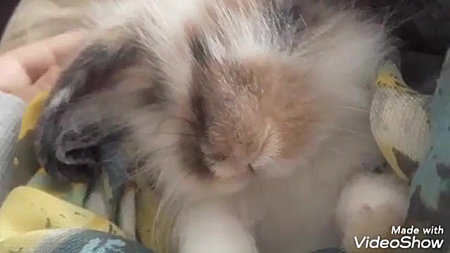 پنبه ۴ ماهش شده