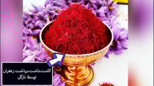 روش کاشت زعفران در خانه توسط ن...