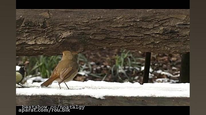 آهنگ افشین مقدم  زمستون